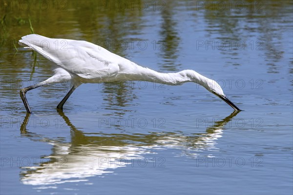 Little egret