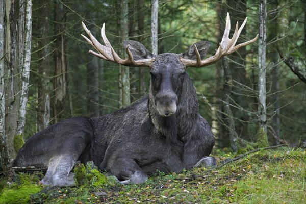 Moose