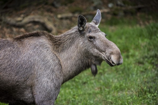 Close up portrait of Moose