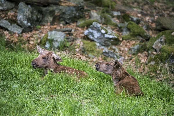 Two moose