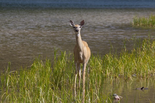 Whitetail deer