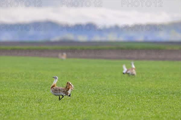 Great bustards