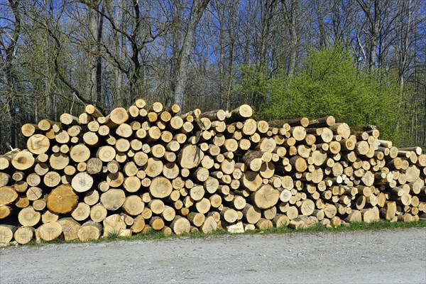 Woodpile in the Amperauen