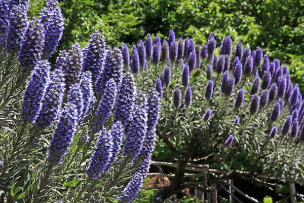 Madeira viper's bugloss