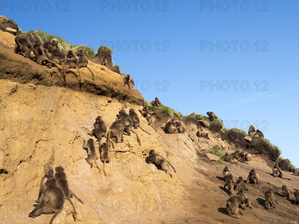 Gelada baboons