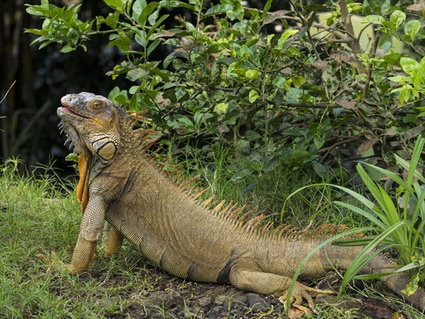 Green iguana