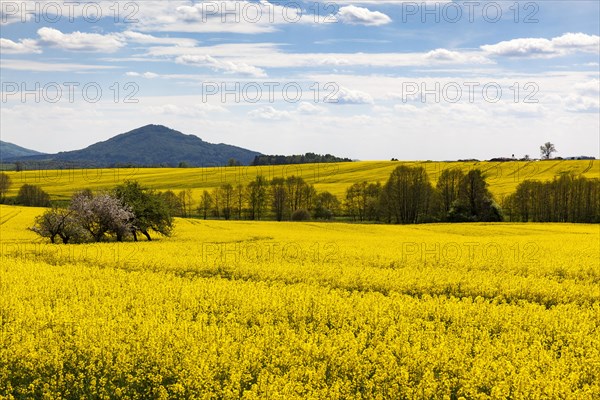 Yellow rape fields