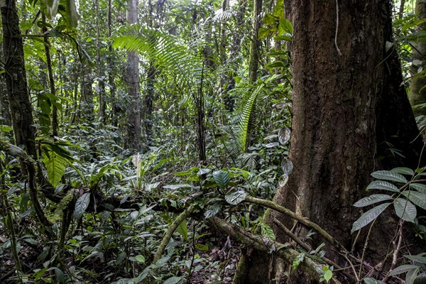 Jungle on the Rio Napo