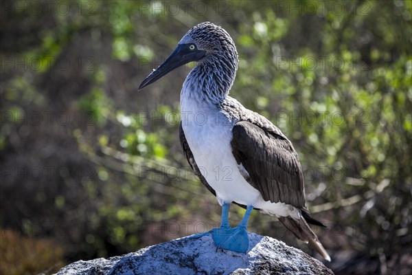 Blue-footed Booby