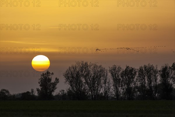 Sunset and cranes