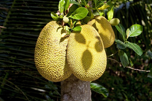 Jackfruit tree