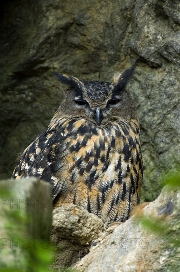 Eurasian Eagle owl