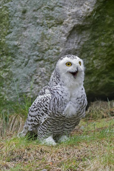 Snowy owl