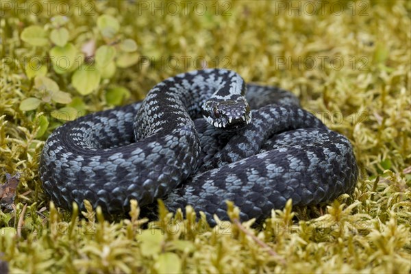 Common European Adder