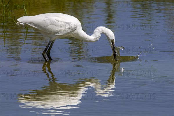 Little egret