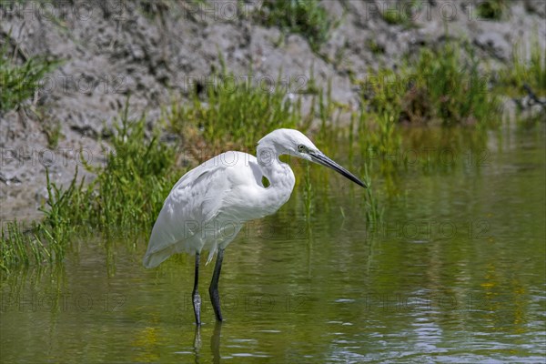 Little egret