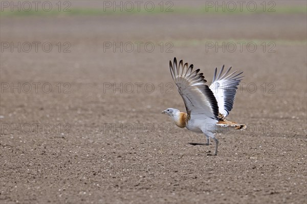 Great bustard