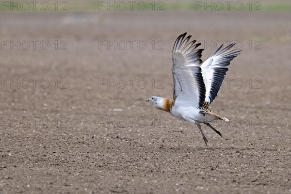 Great bustard