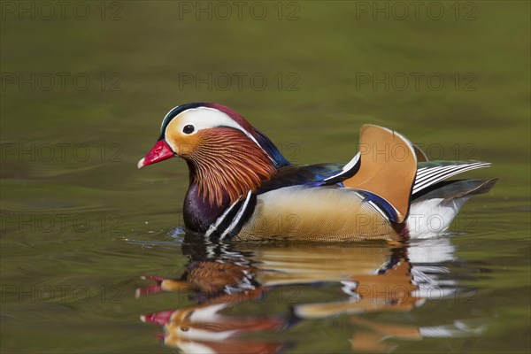 Mandarin duck