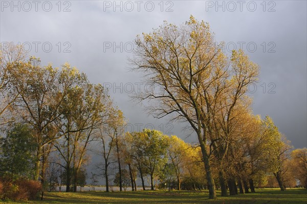 Gallery forest in autumn on the Unterweserinsel Strohauser Plate