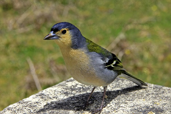 Madeira Chaffinch