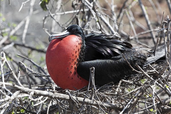 Frigatebird