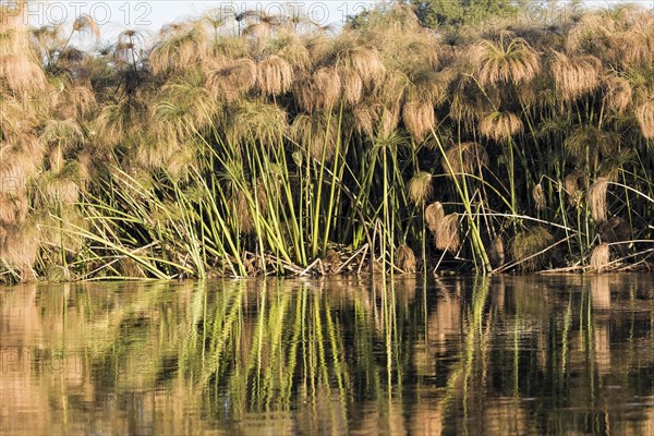 Papyrus sedge