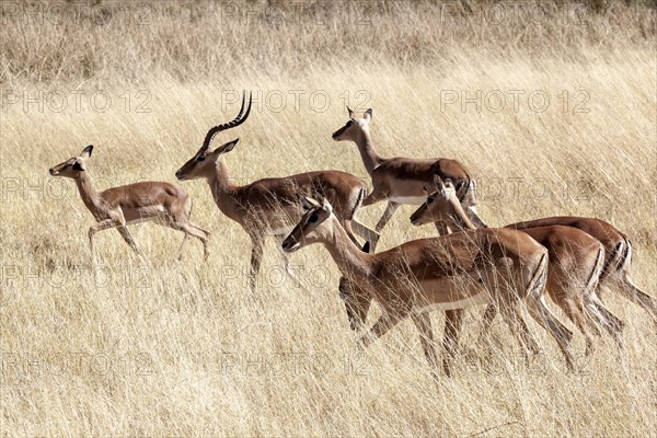 Impalas