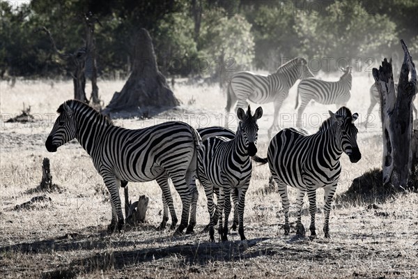 Plains zebras