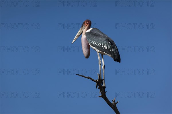 Marabou stork