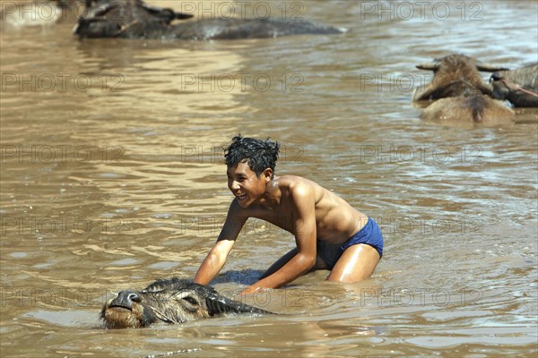 Young on water buffalo in lake