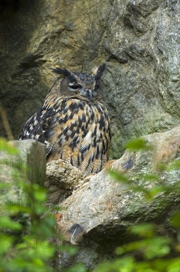 Eurasian Eagle owl