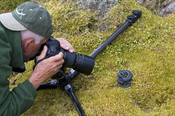 Nature photographer taking pictures of Common European adder