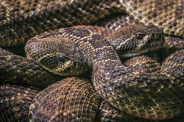 Two Western diamondback rattlesnakes