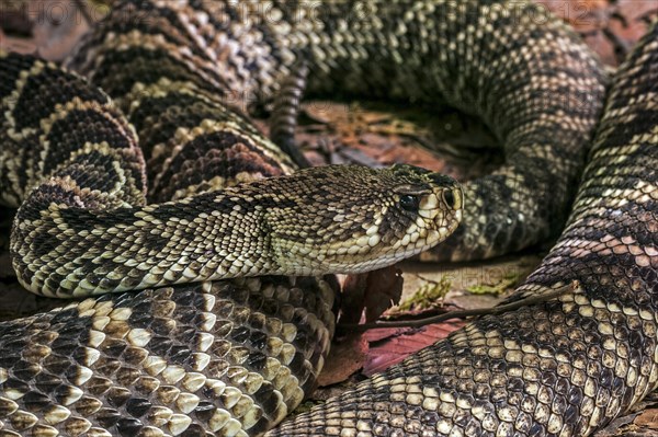 Eastern diamondback rattlesnake