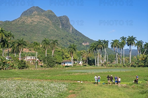 Cuban agricultural labourers working on farmland