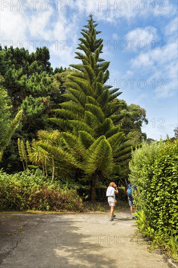 Monumental star pine