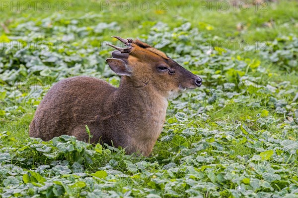 Reeves's muntjac