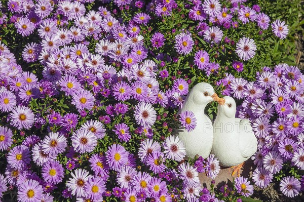 Magenta marguerites