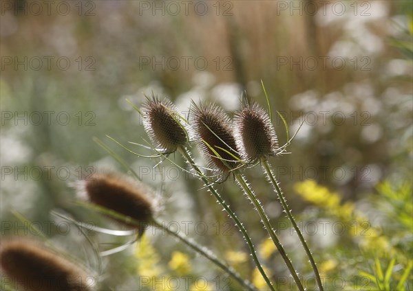 Wild teasels