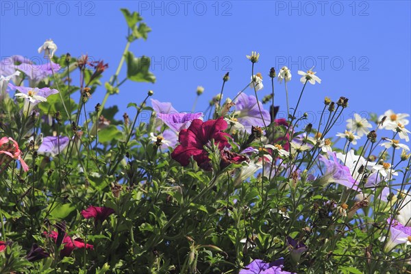 Various petunias