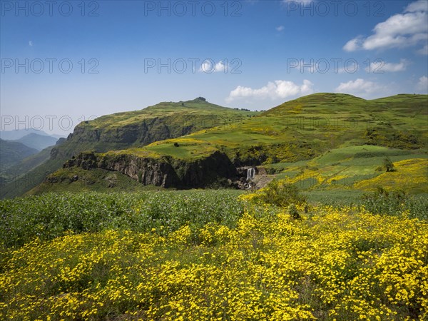 Mountain landscape with yellow flowering meadows