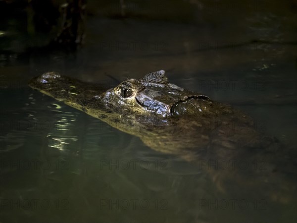 Spectacled caiman