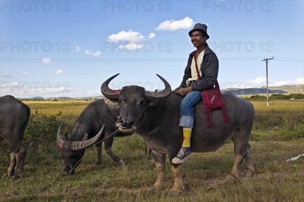 Man on water buffalo