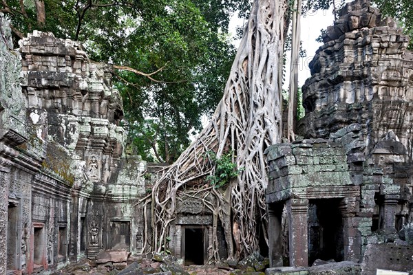 Angkor Ta Prohm