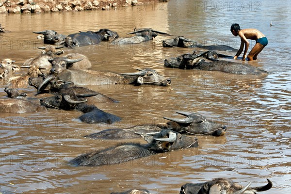 Young and water buffalo in the water