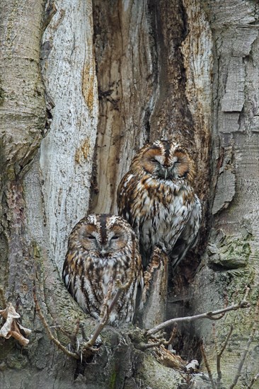 Tawny owl