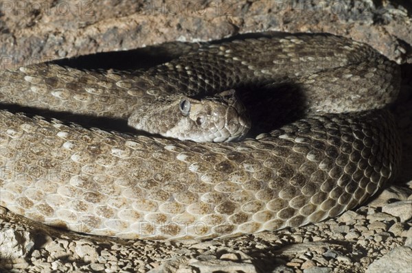 Western diamondback rattlesnake