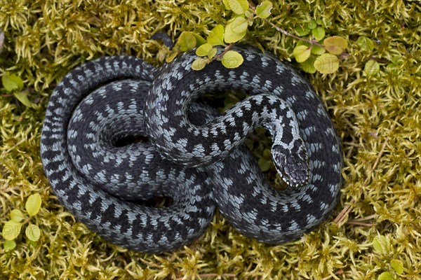 Common European Adder