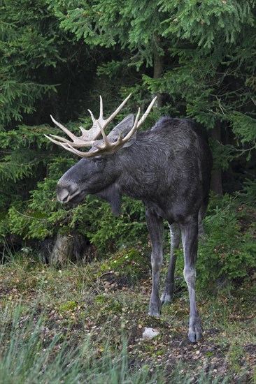 Moose